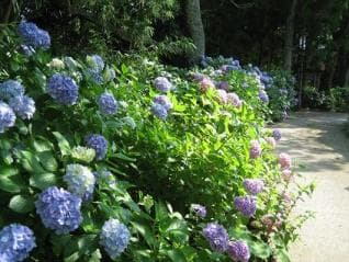 Hydrangea of Enzo-in Temple