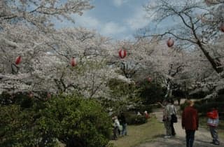 Wakayama Park/Sakura