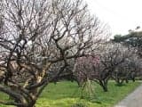 Ume of Kakuenji Temple