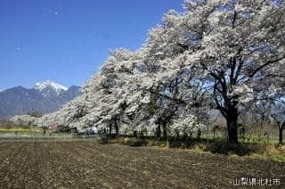 Mahara cherry blossom trees and Kaikomagatake