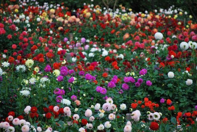 Dahlia garden