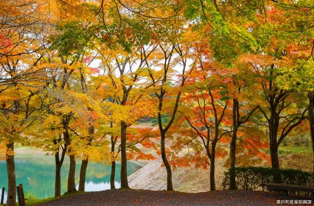 Autumn leaves of Mt. Handa