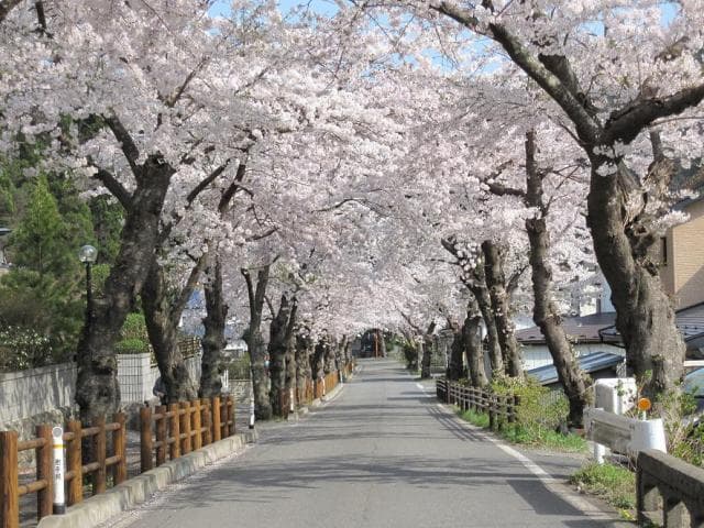 A row of cherry blossom trees in Hongo