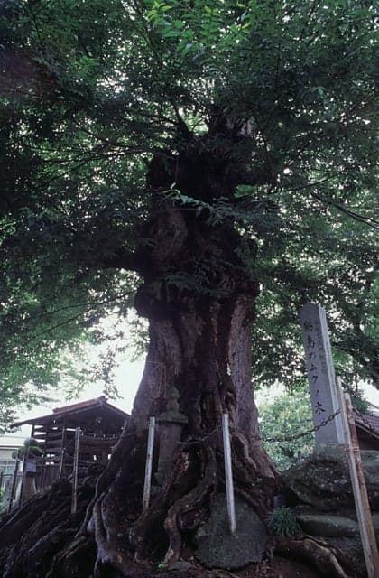 Mukunoki of Tsurunoshima