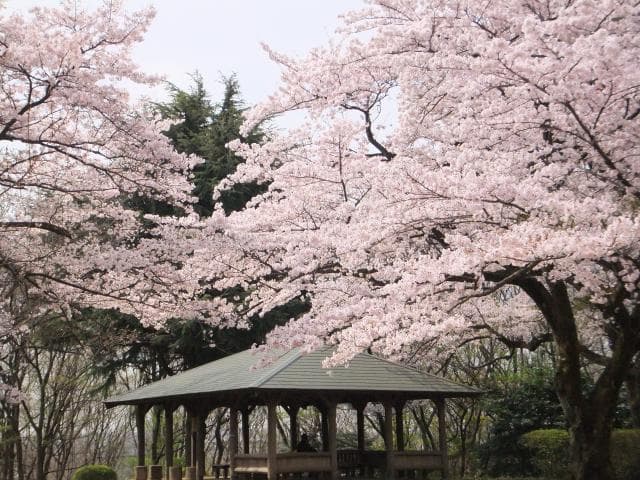 Sakuragaoka Park