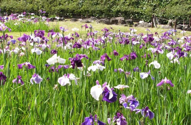 Iris of Nakazawaike Park