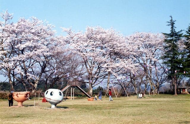 Cherry blossoms at Shiroyama Park