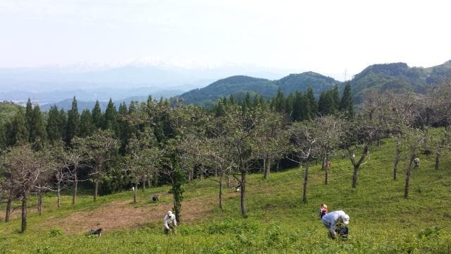 Bracken garden