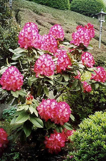 Rhododendron at Akagi-ji Temple