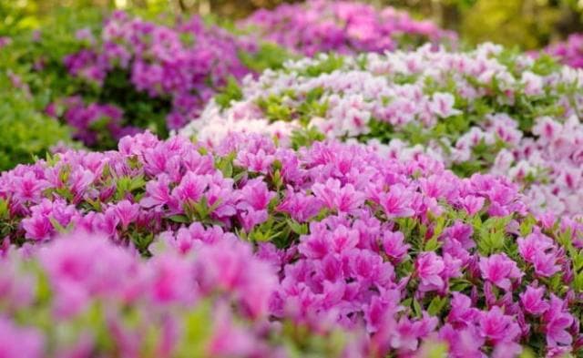 Tokiwa Park / Azalea 3