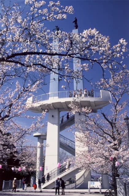 Cherry blossoms in Ohdayama Park
