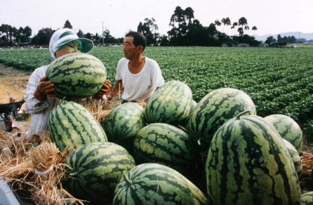 Nyuzen Jumbo Watermelon 1