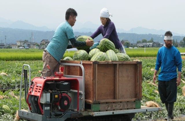 Nyuzen Jumbo Watermelon 2