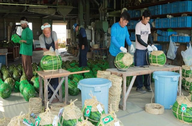 Nyuzen Jumbo Watermelon 3