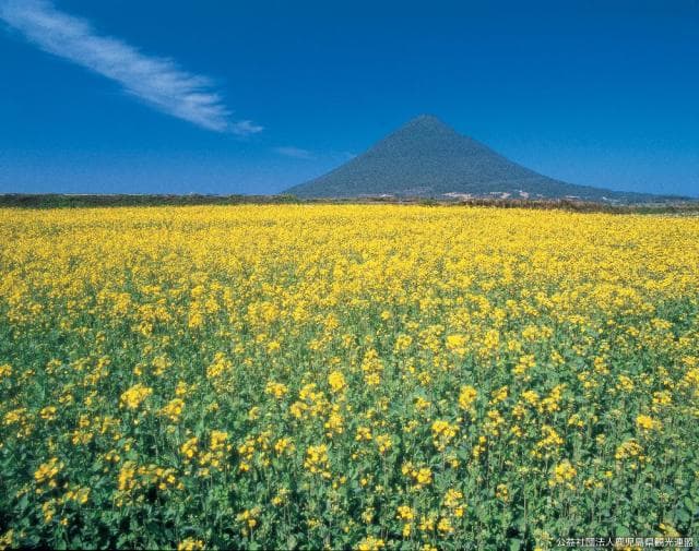 Rape blossoms and Kaimondake