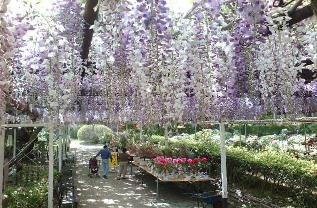 Wisteria trellis