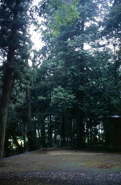 Japanese cedar at Mamada Hachimangu Shrine