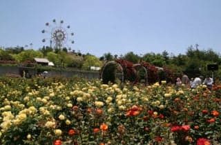 蜂ヶ峯総合公園/ばら