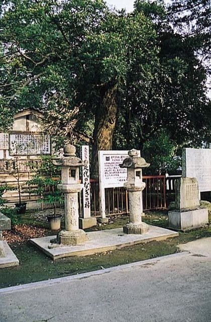 Nagi forest