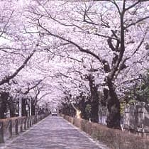 Cherry blossoms at Aoyama Cemetery