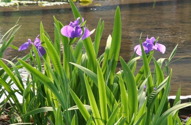 Oysters in Hachijogaike Pond