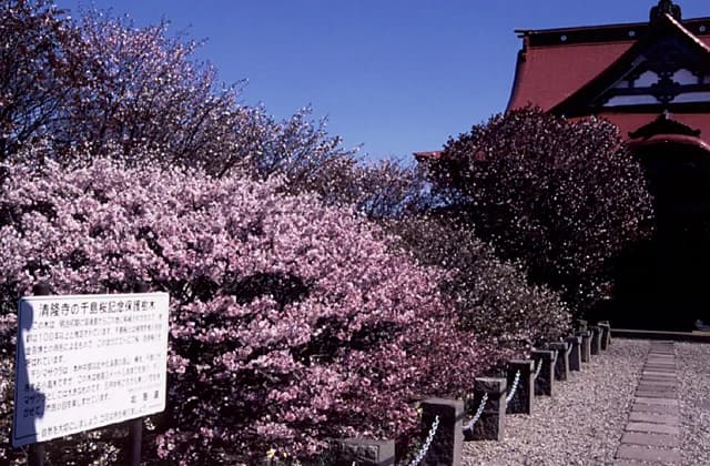 Chishima Cherry Blossoms