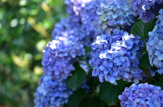 地球の丸く見える丘ふれあい広場 あじさい