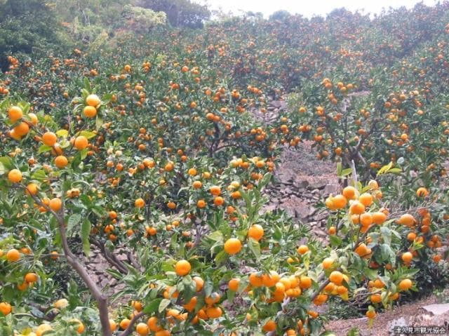 Mandarin orange garden