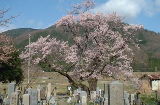 清水の桜