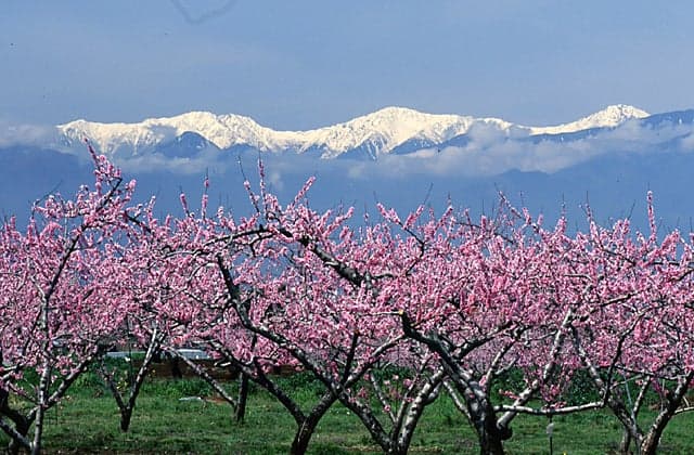 Peach blossoms in Ichinomiya-cho