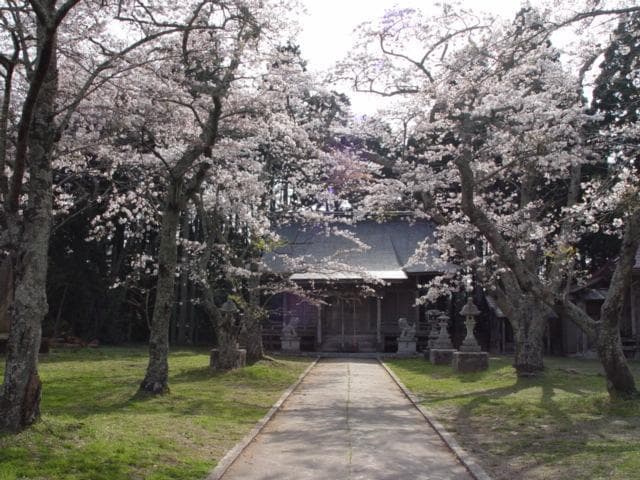 坂元神社本殿(春)