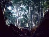 Doi Bamboo Forest