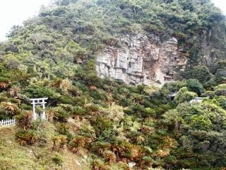 都井岬ソテツ自生地