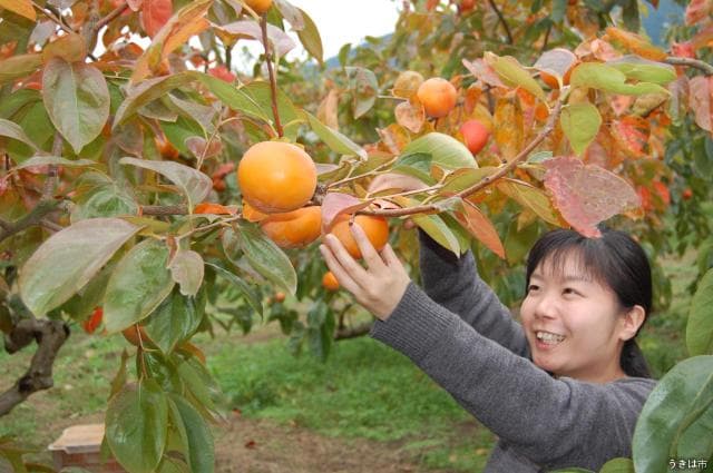 Persimmon picking