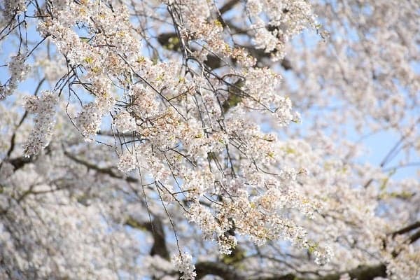 Weeping cherry blossoms