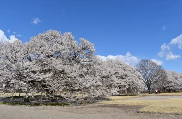 天平の丘公園 遊具