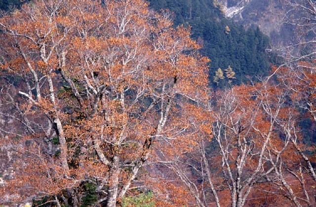Beech forest
