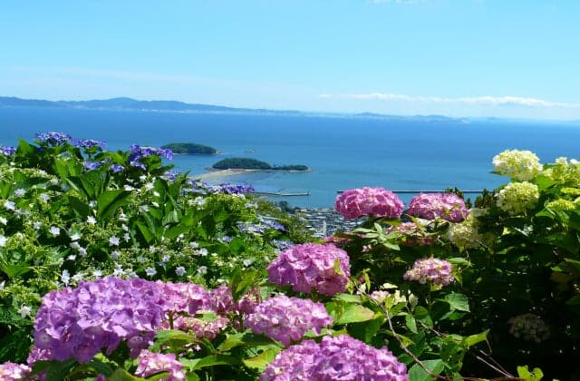 Mount Sangane Hydrangea