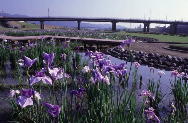 小矢部河川公園の花菖蒲