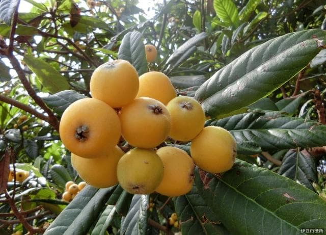 Phantom white loquat