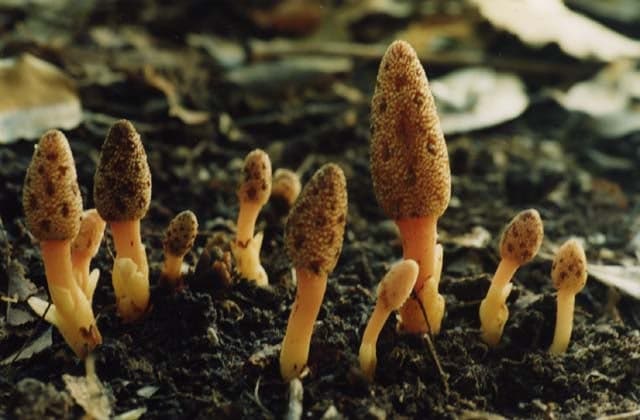 きいれつちとりもち