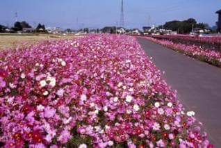 Cosmos contact road
