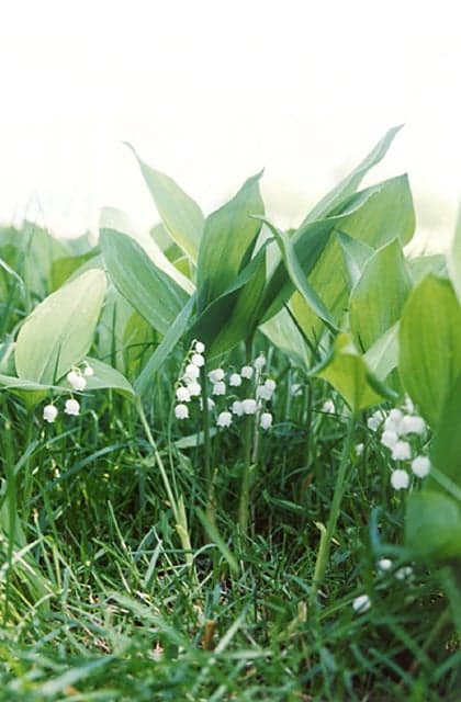 鈴蘭高原スズラン,レンゲツツジ群生地