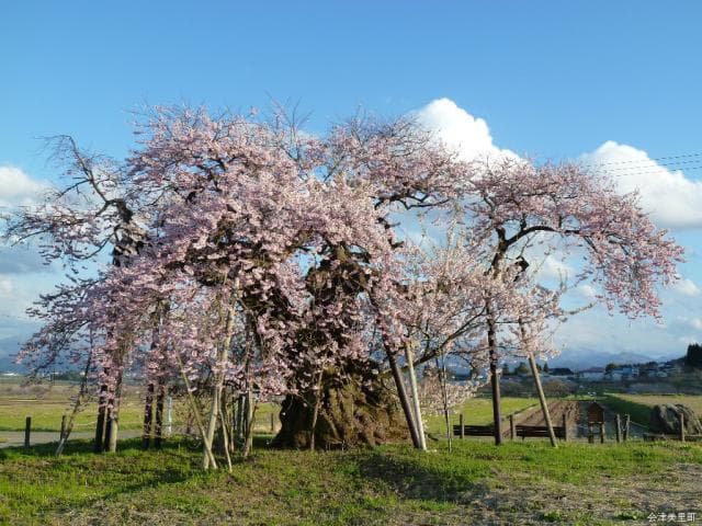 Chitose Cherry Blossom
