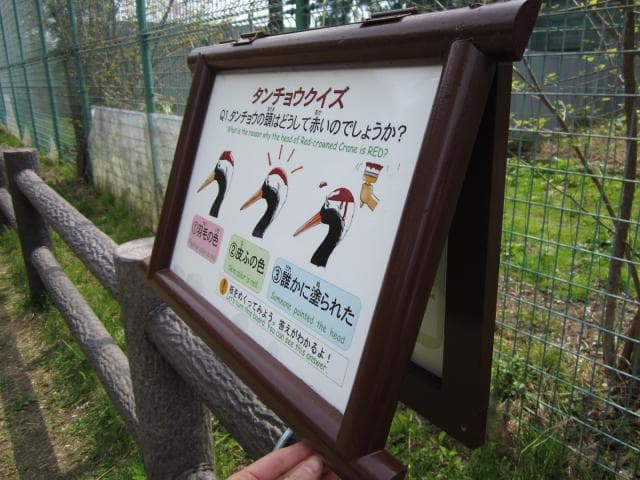 丹頂鶴クイズ