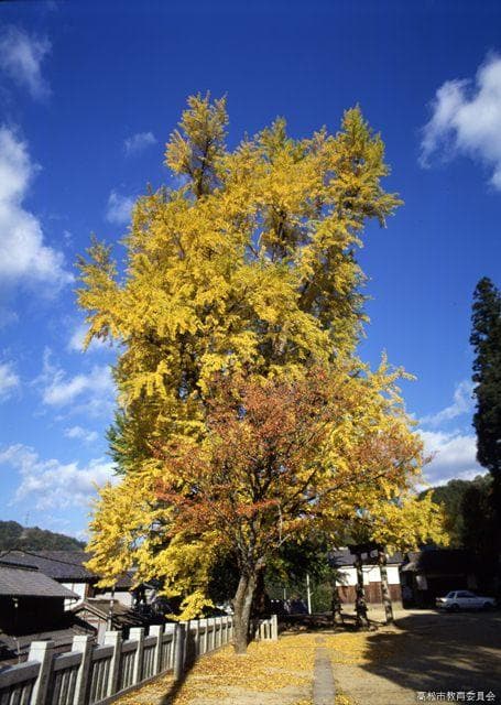 The large ginkgo at Iwabe Yahata Shrine