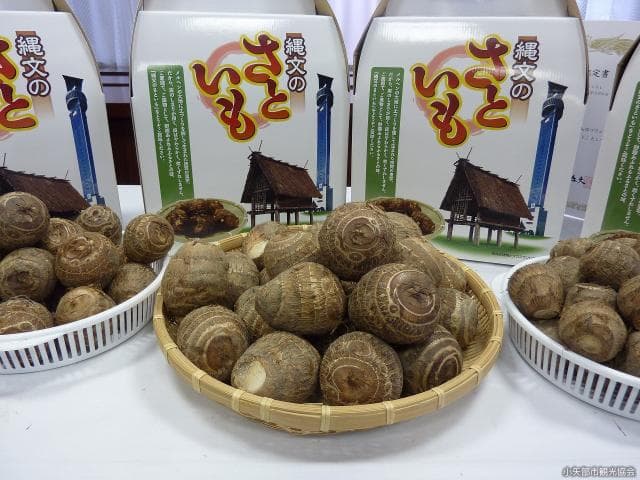 The sweet potato of Jomon