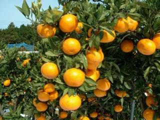 Saikai mandarin orange