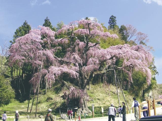 Red Weeping Jizo Zakura