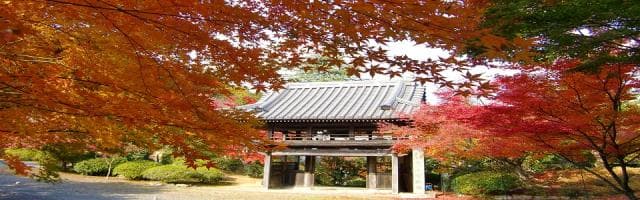 Tayamadera autumn leaves